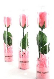 S&aelig;beblomst (12 stk.)